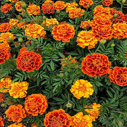 Marigold Jafri mix color flower seed